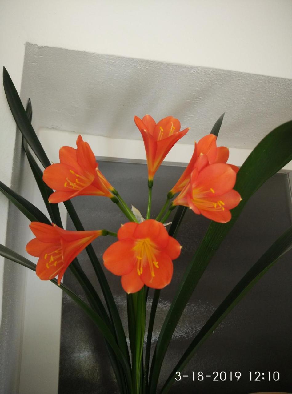 Apartments Gina โตรกีร์ ภายนอก รูปภาพ